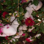IMGP0144